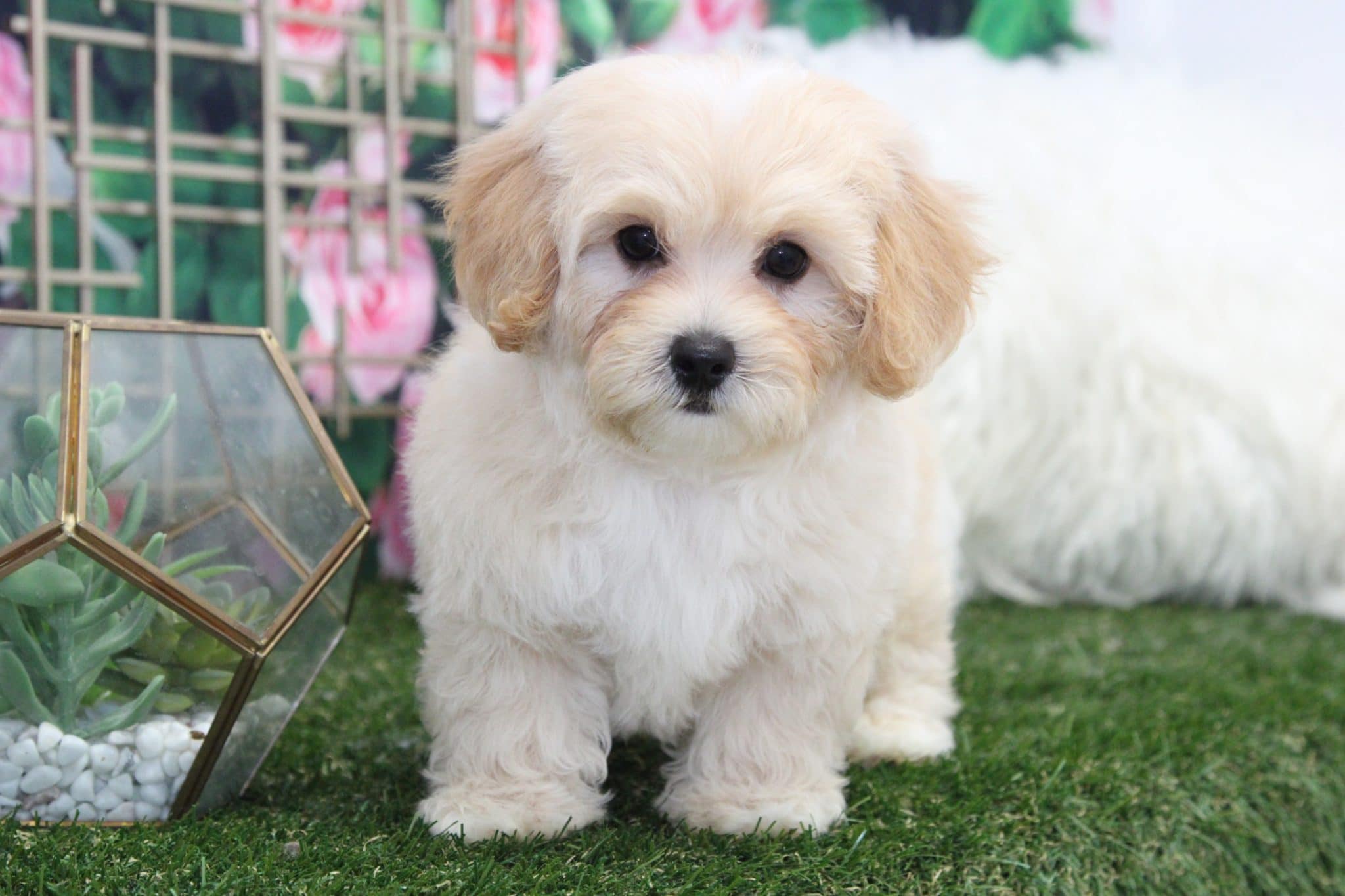 Axel - Perfect Male Cavapoochon Puppy