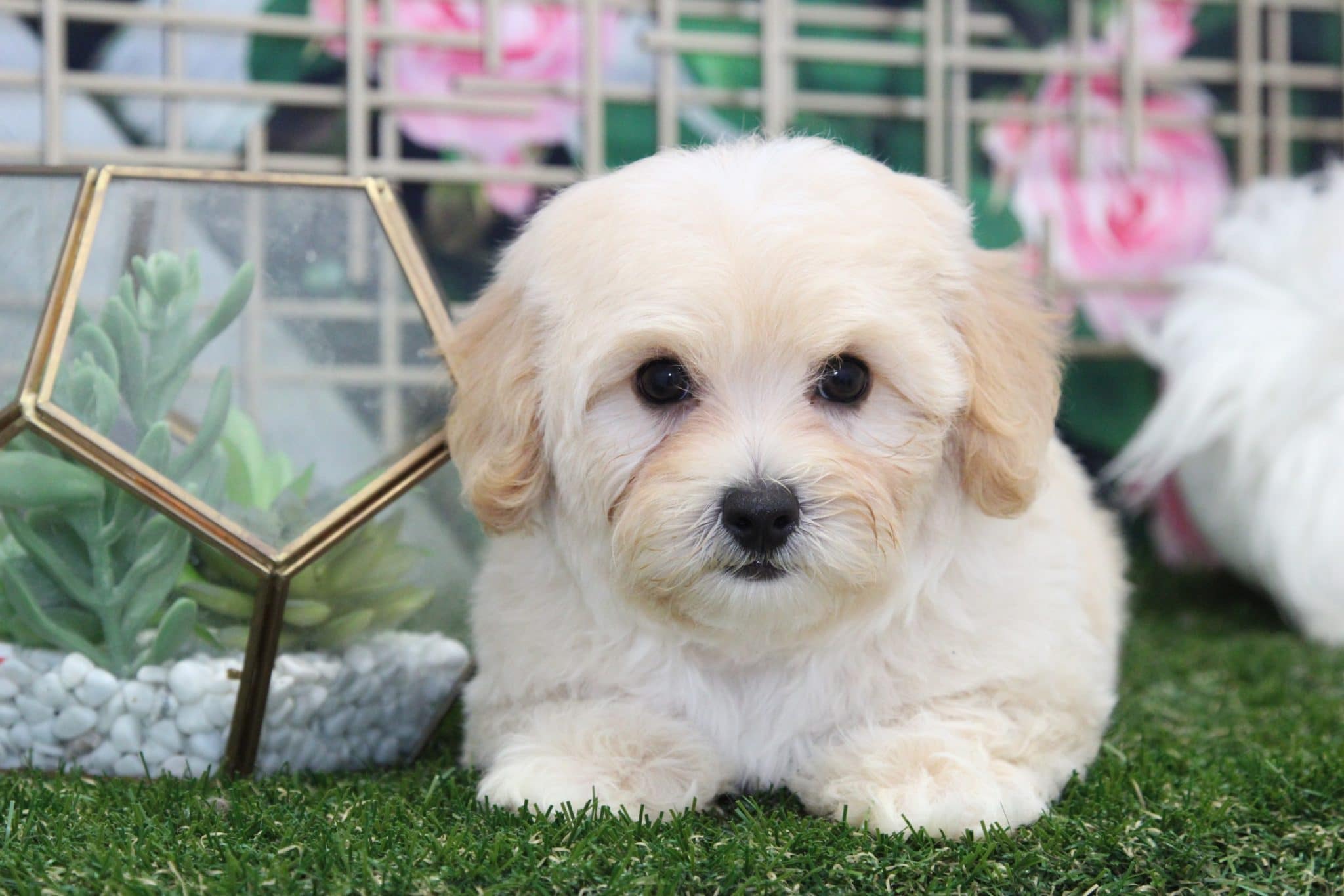 Axel - Perfect Male Cavapoochon Puppy - Image 5
