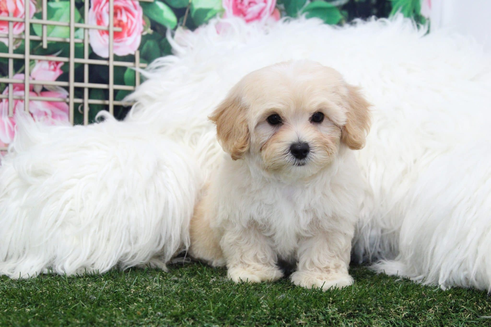 Axel - Perfect Male Cavapoochon Puppy - Image 7