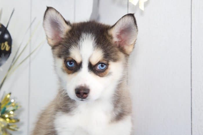 Balto - Gorgeous Pomsky - Image 2