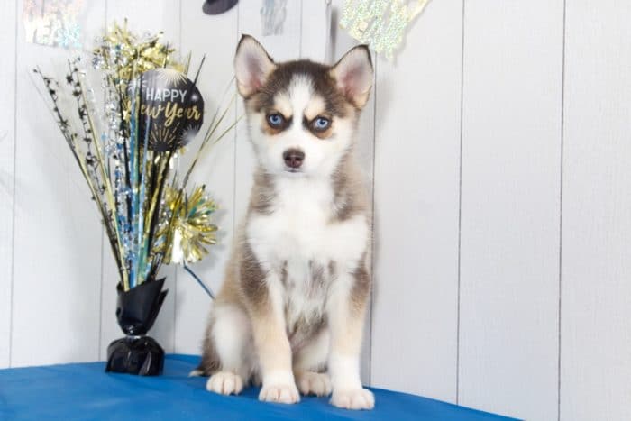 Balto - Gorgeous Pomsky