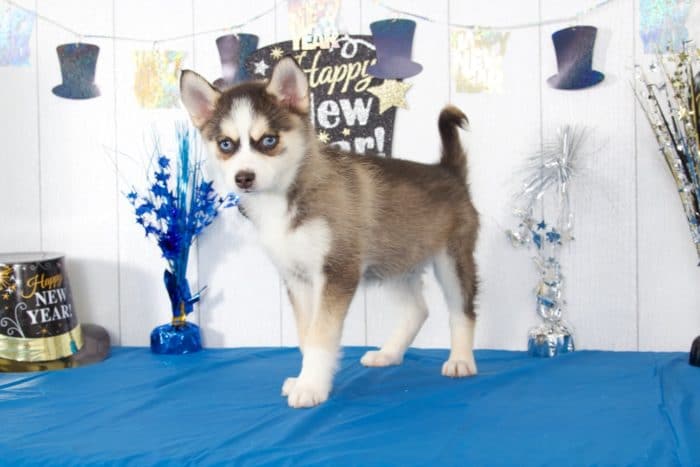 Balto - Gorgeous Pomsky - Image 4