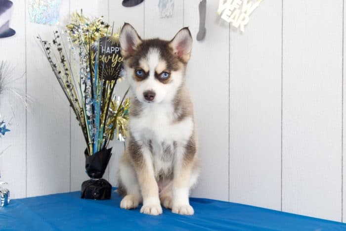 Balto - Gorgeous Pomsky - Image 5