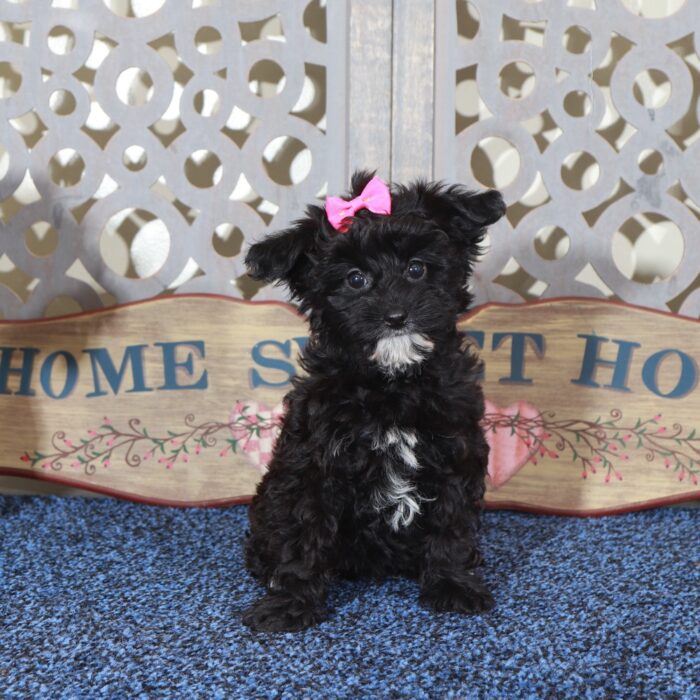 Baby Precious Yorkie-Poo Puppy