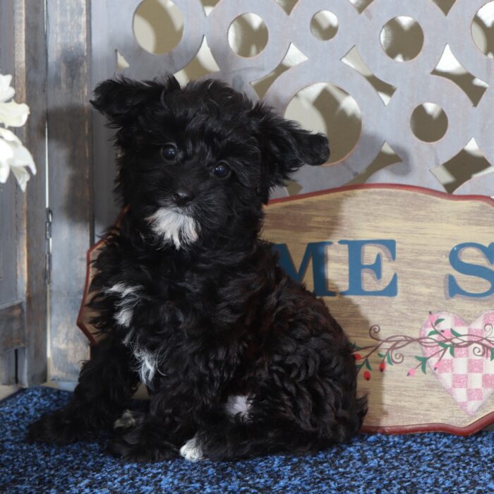 Baby Precious Yorkie-Poo Puppy - Image 3