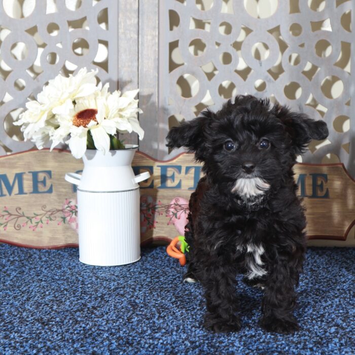 Baby Precious Yorkie-Poo Puppy - Image 4