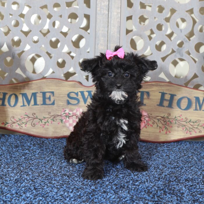 Baby Precious Yorkie-Poo Puppy - Image 5