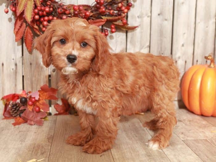 Bailey - Dashing CavaPoo - Image 2