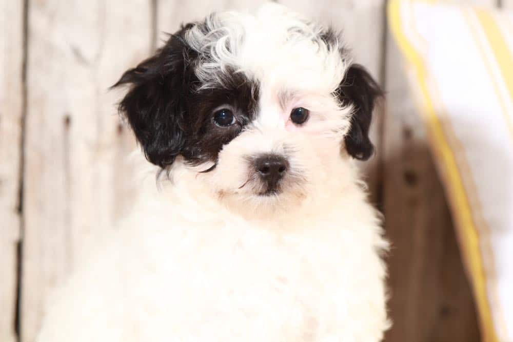 Bailey - Darling Maltipoo - Image 4