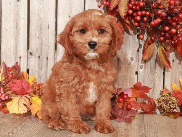 Bailey - Dashing CavaPoo
