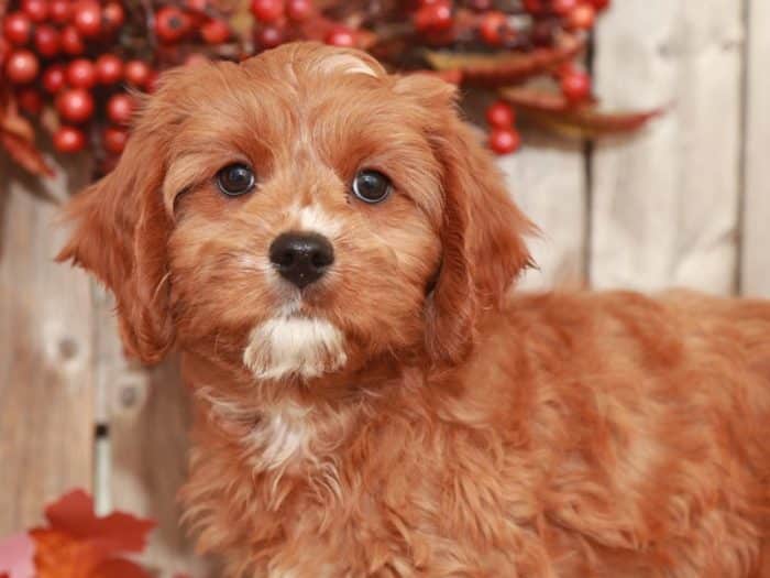Bailey - Dashing CavaPoo - Image 4