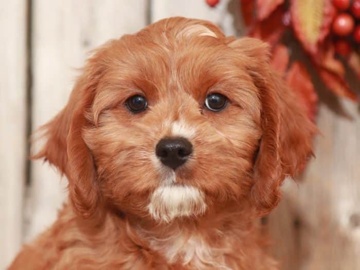 Bailey - Dashing CavaPoo - Image 3