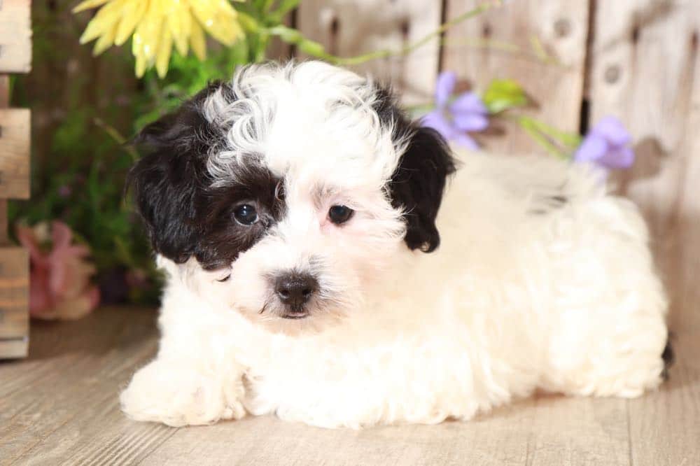 Bailey - Darling Maltipoo - Image 2