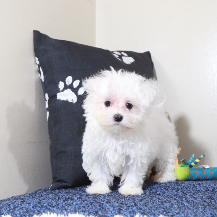 Balto-Handsome Male Maltese Puppy - Image 2