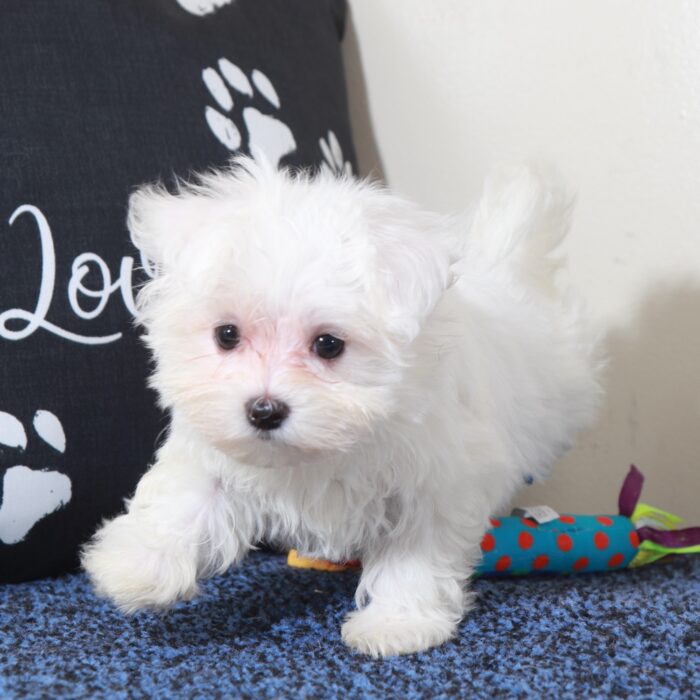 Balto-Handsome Male Maltese Puppy - Image 3