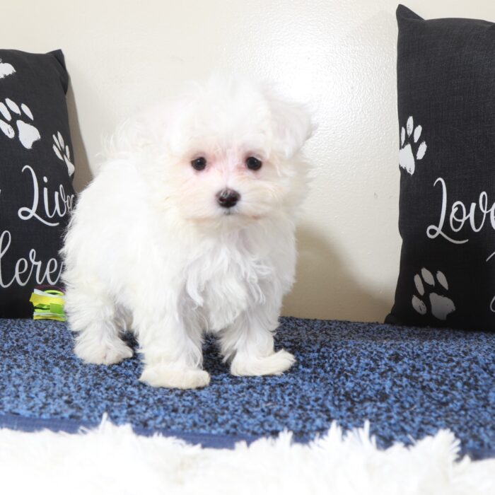 Balto-Handsome Male Maltese Puppy - Image 4