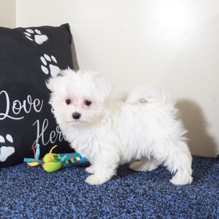 Balto-Handsome Male Maltese Puppy - Image 5