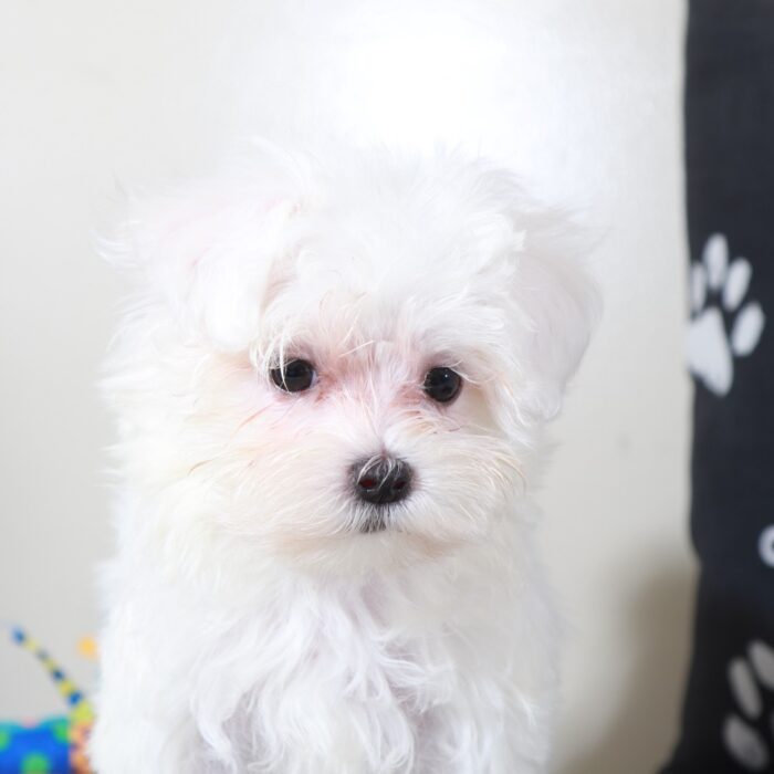 Balto-Handsome Male Maltese Puppy - Image 6