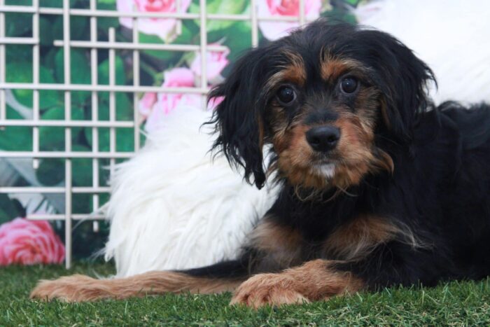 BamBam - Good Looking Male Corkie Puppy