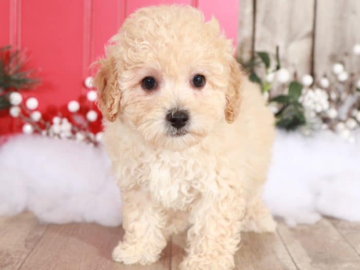 Bambie - Precious Little Poochon - Image 2