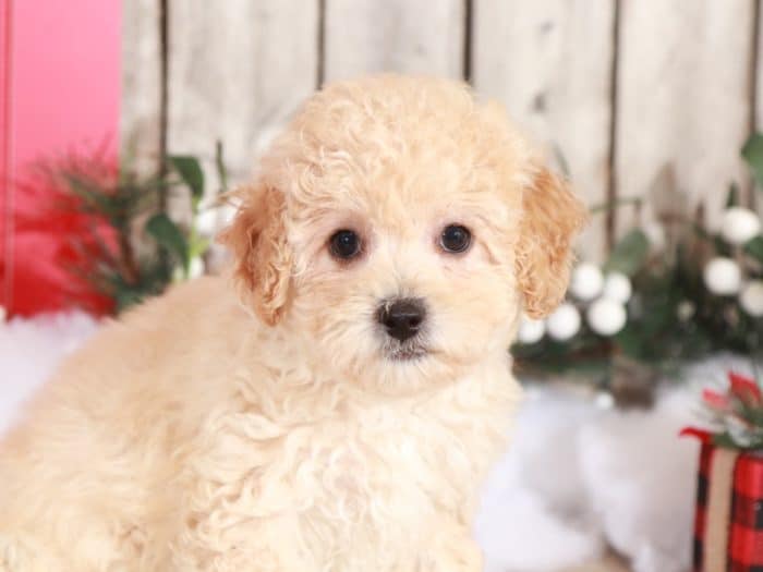 Bambie - Precious Little Poochon - Image 4