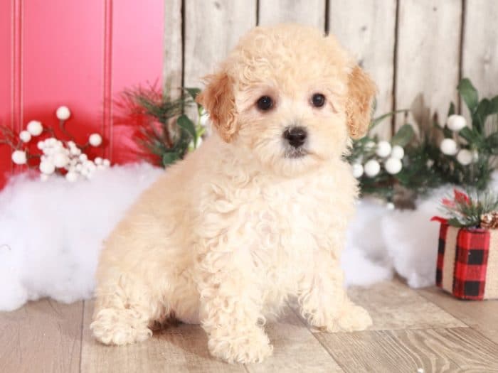 Bambie - Precious Little Poochon