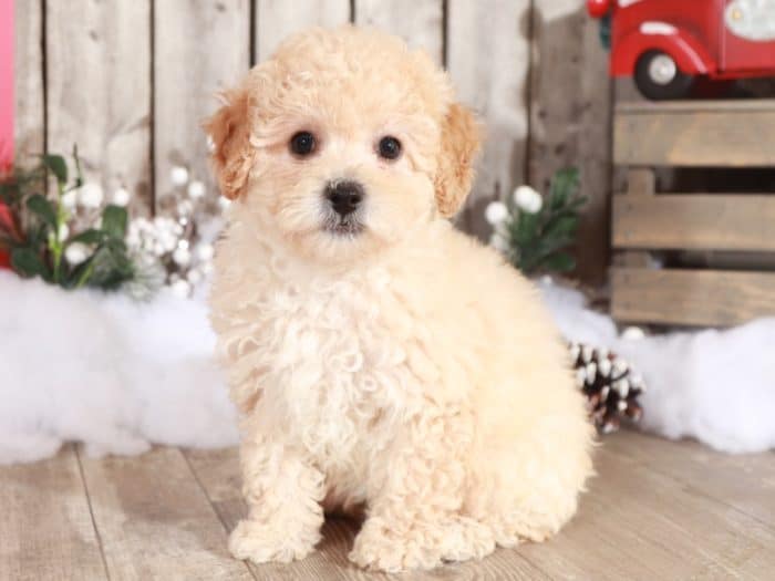 Bambie - Precious Little Poochon - Image 3