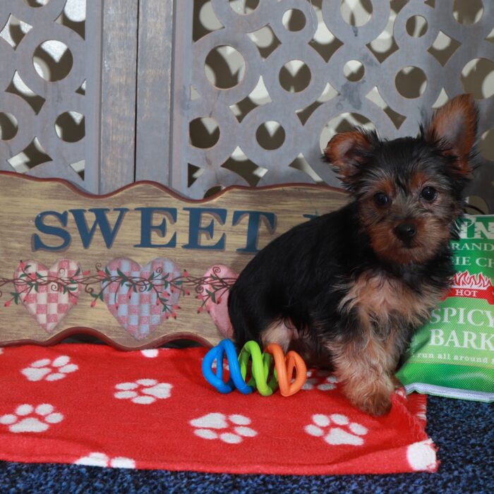 Barbie-Precious  Female Toy Yorkie - Image 2