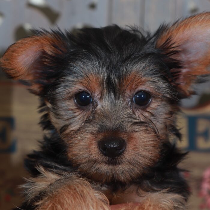 Barbie-Precious  Female Toy Yorkie