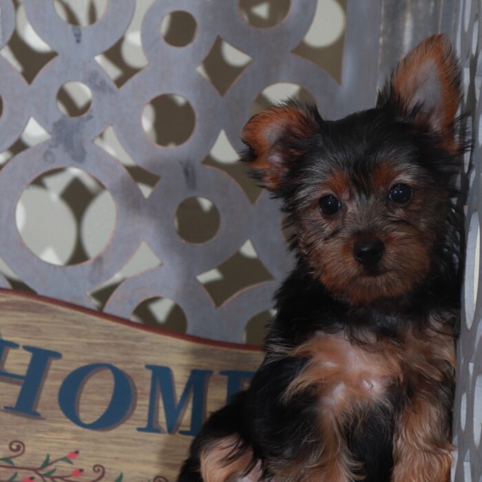 Barbie-Precious  Female Toy Yorkie - Image 3