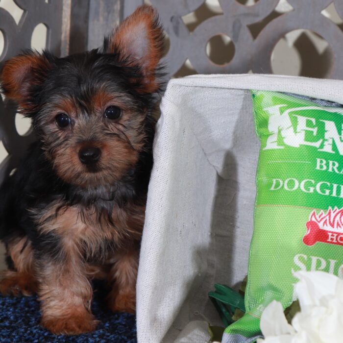 Barbie-Precious  Female Toy Yorkie - Image 4