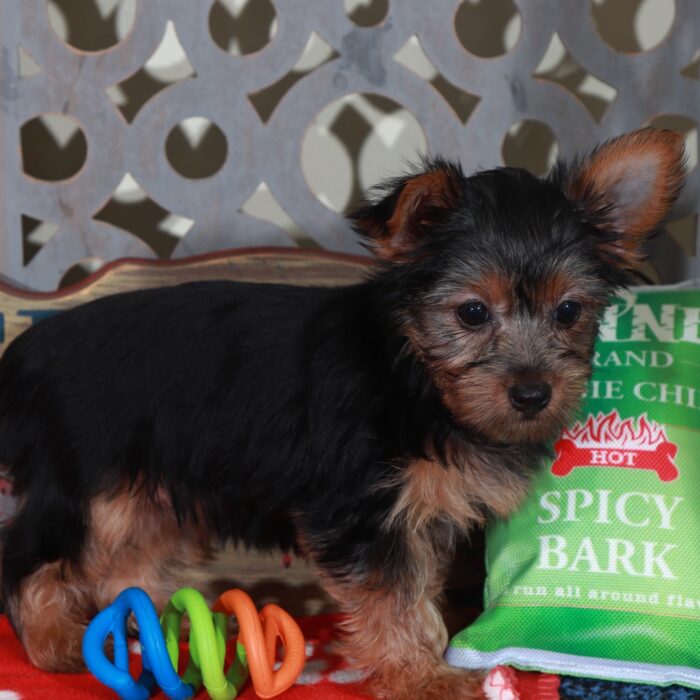 Barbie-Precious  Female Toy Yorkie - Image 5