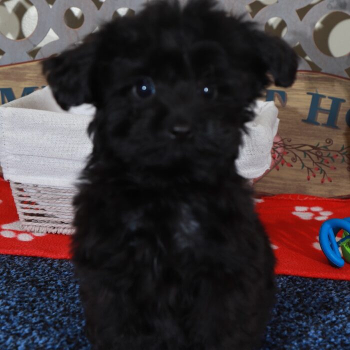 Baron Precious Teacup Yorkie-Poo Puppy - Image 2