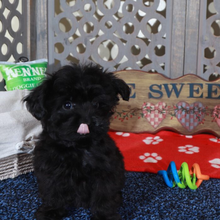 Baron Precious Teacup Yorkie-Poo Puppy - Image 5