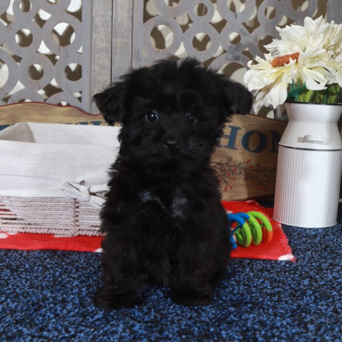 Baron Precious Teacup Yorkie-Poo Puppy