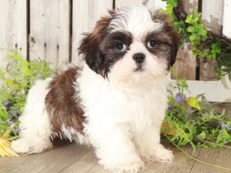 Basil - Stunning Shih-Tzu