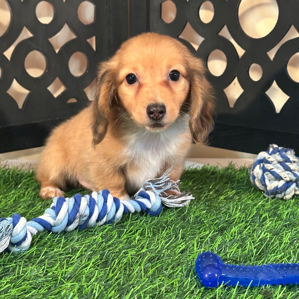 Beanie-Precious ACA Dachshund Puppy - Image 2
