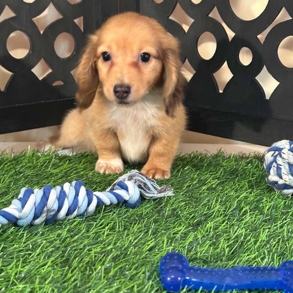 Beanie-Precious ACA Dachshund Puppy - Image 3