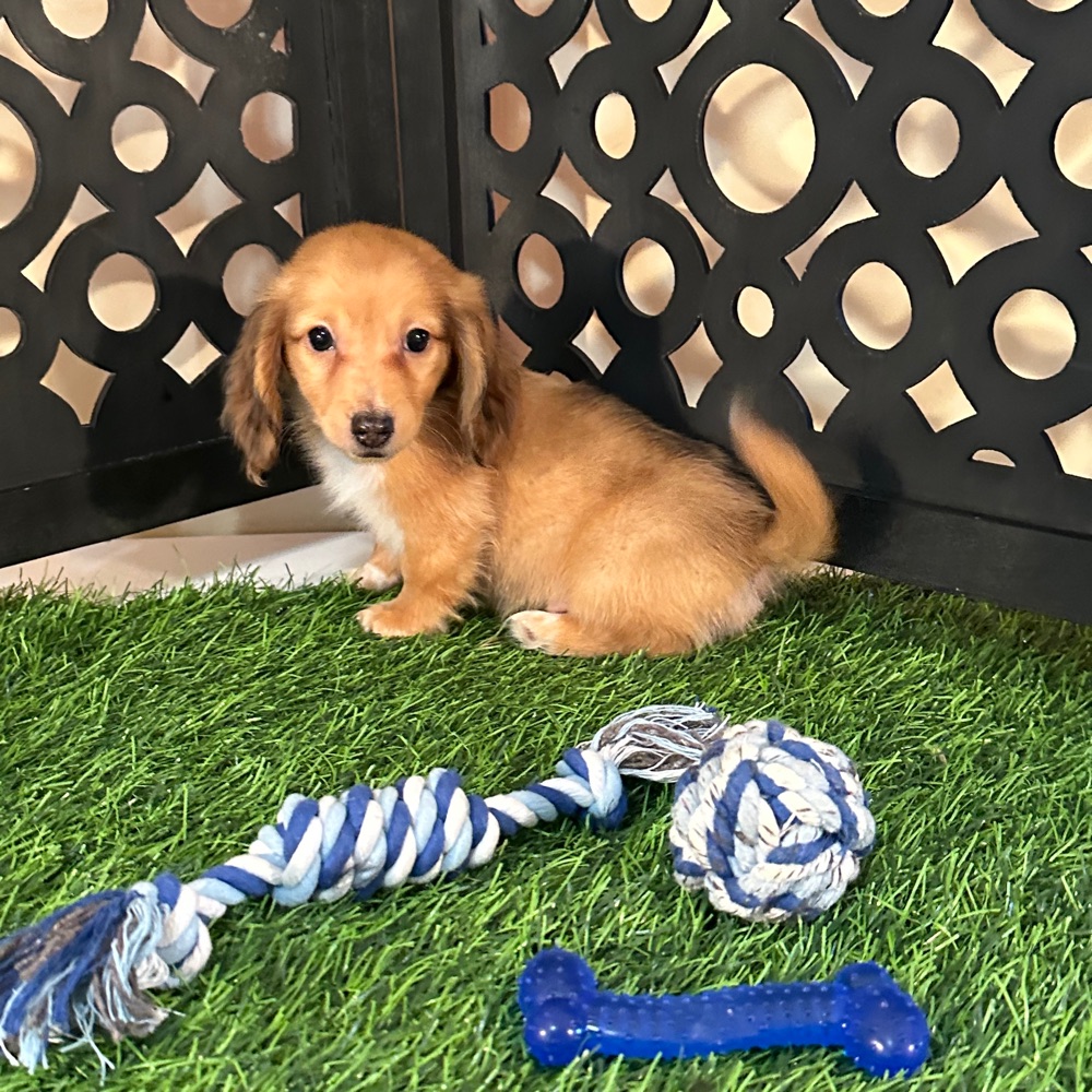 Beanie-Precious ACA Dachshund Puppy