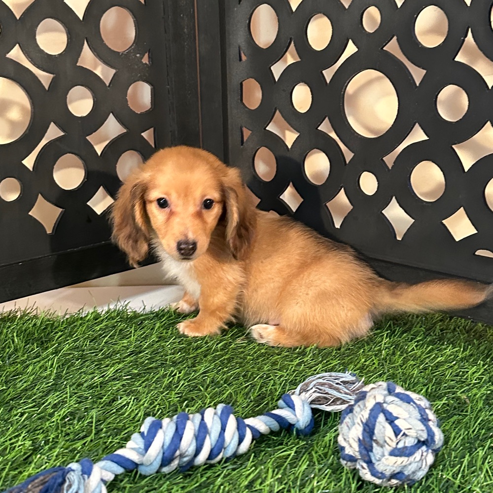 Beanie-Precious ACA Dachshund Puppy - Image 4