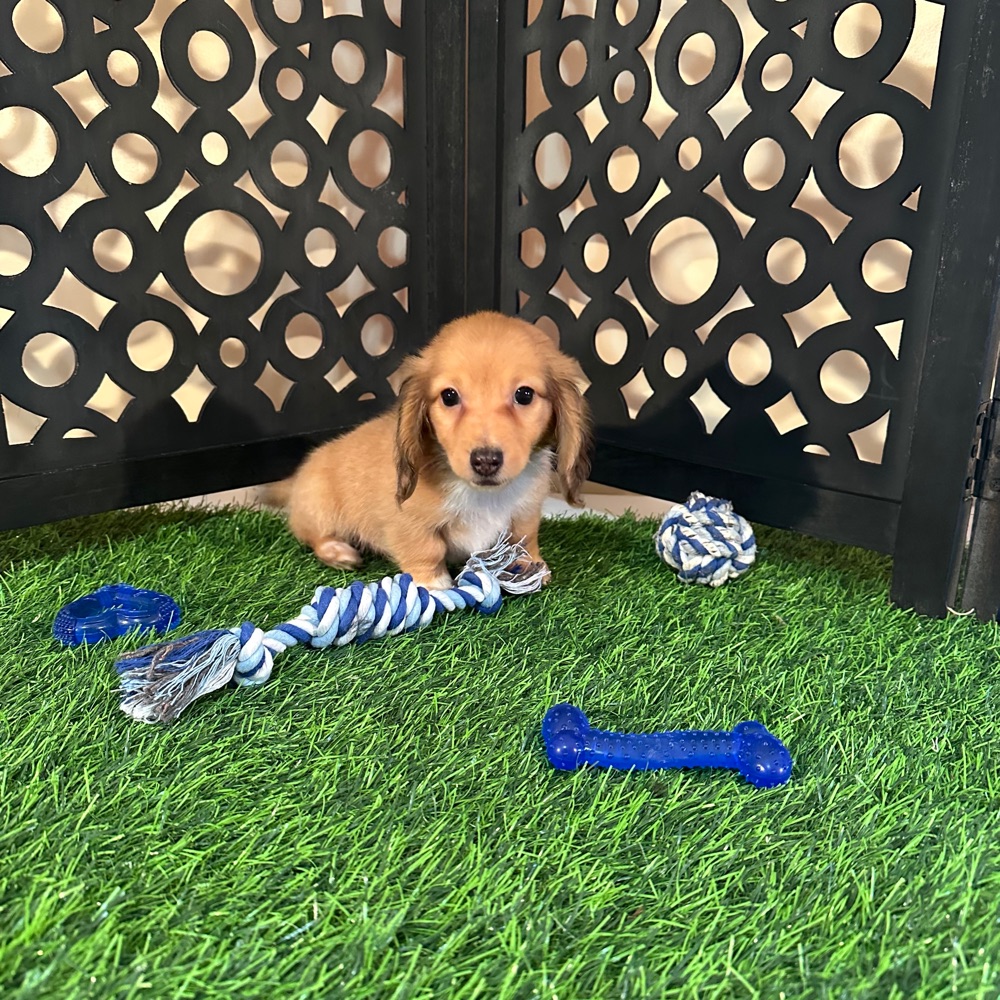 Beanie-Precious ACA Dachshund Puppy - Image 6