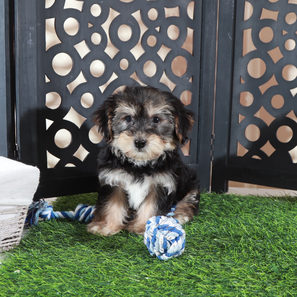 Bear-Playful Little Male Yochon Puppy - Image 2