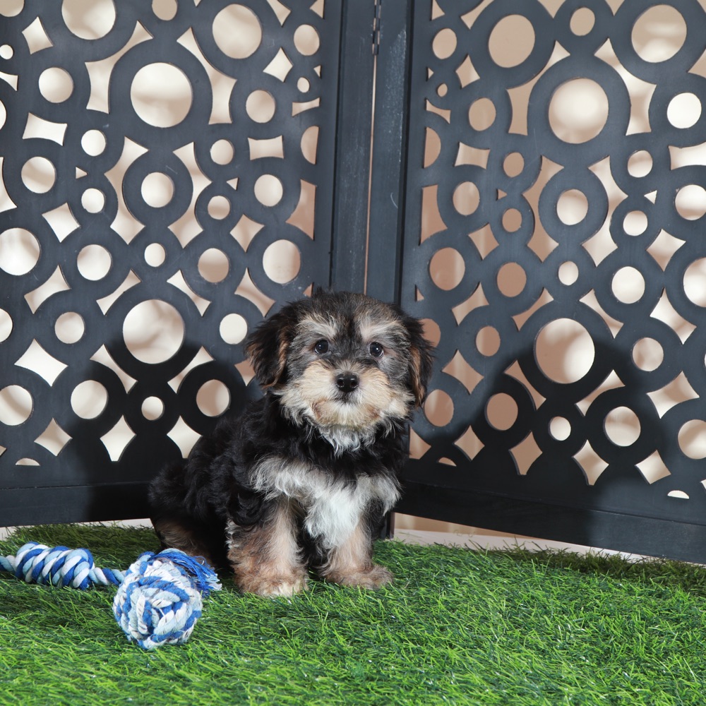 Bear-Playful Little Male Yochon Puppy