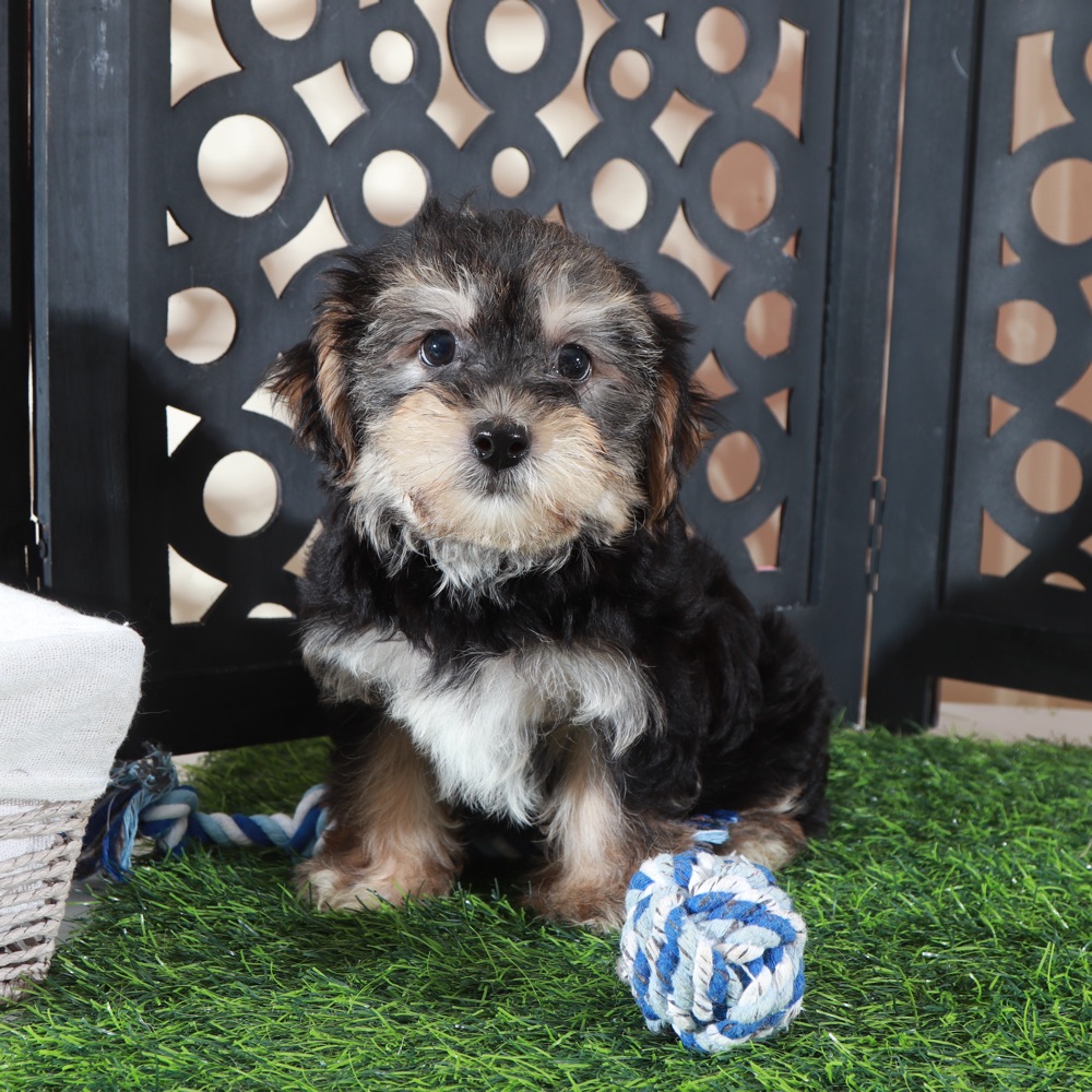 Bear-Playful Little Male Yochon Puppy - Image 3