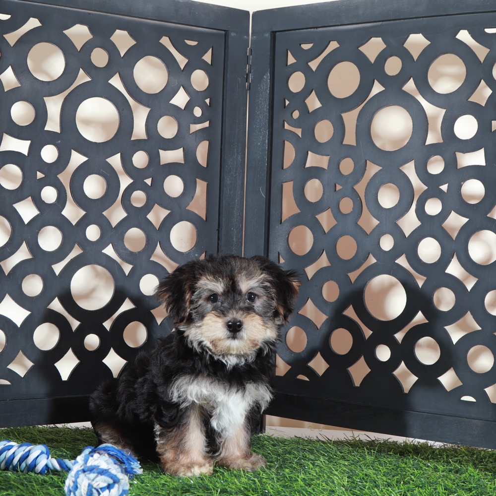 Bear-Playful Little Male Yochon Puppy - Image 4