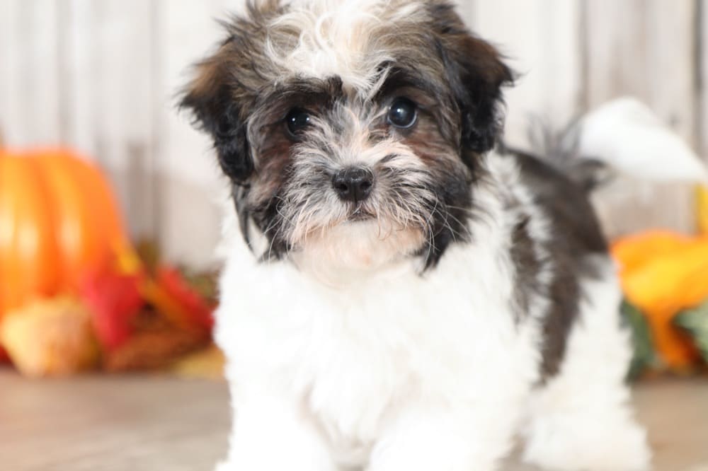 teddy bear havanese puppies