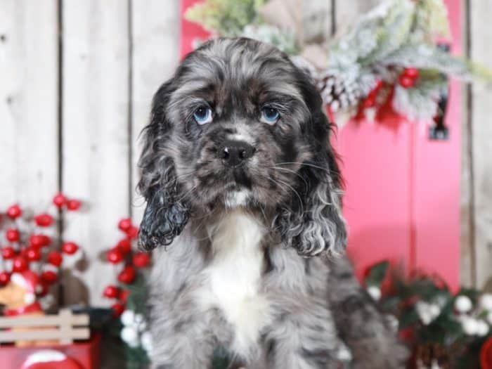 Beauty - Blue Merle AKC Cocker Spaniel