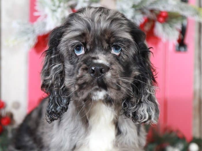 Beauty - Blue Merle AKC Cocker Spaniel - Image 4