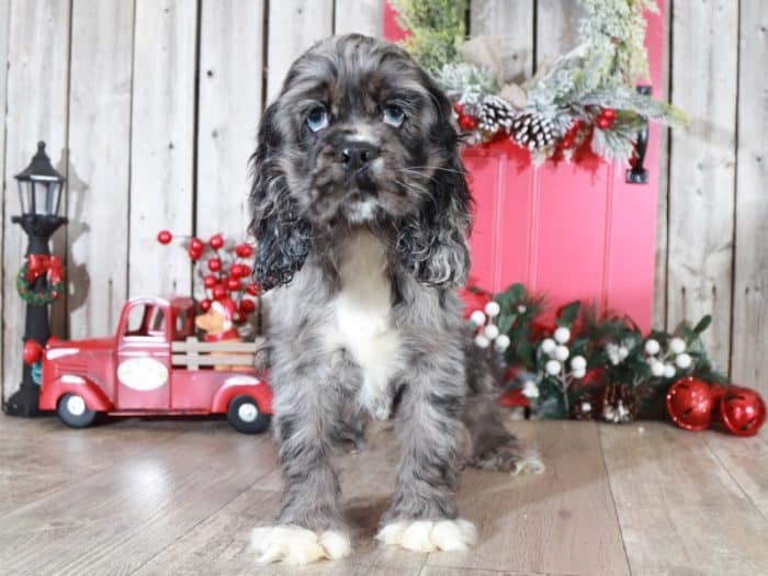 Beauty - Blue Merle AKC Cocker Spaniel - Image 3