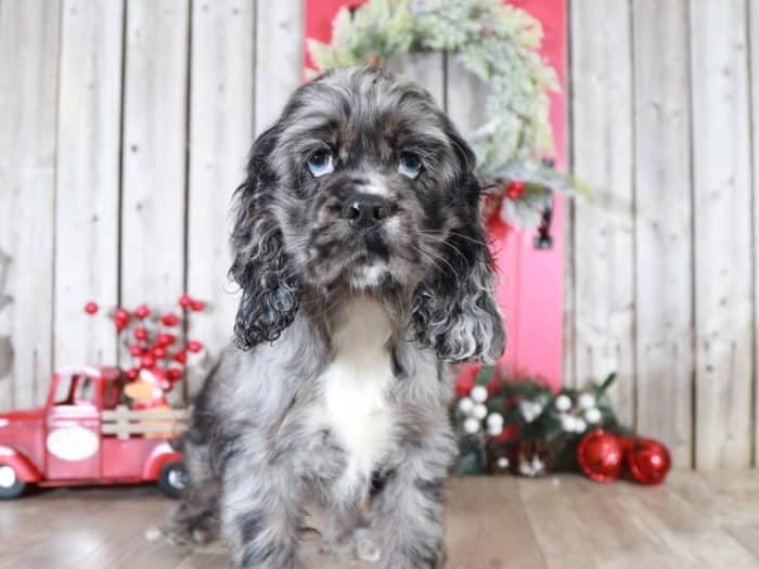 Beauty - Blue Merle AKC Cocker Spaniel - Image 2